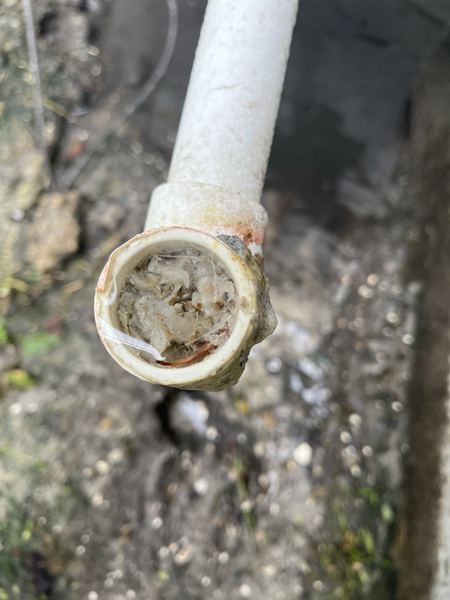 Clogged AC condensate drain line packed with debris